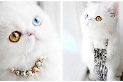 27張擁有「珠寶眼睛」華麗萌貓咪，獨特異色瞳迷暈無數網友
