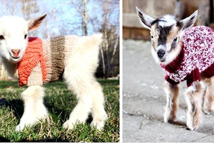 3 隻剛出生的小萌羊兒，穿上新毛衣就萌爆表啦！