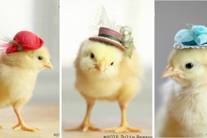 你抗拒得了《戴帽子的小雞》嗎？這些毛絨絨、黃澄澄的毛球肯定把你萌化啦！