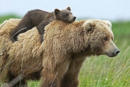 30張「熊媽媽教熊寶寶生活」的鏡頭，網友：「根本就像人」