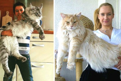看過《地球上最長的喵族─緬因貓》，從此對貓肅然起敬！牠們的巨大讓人類渺小了～
