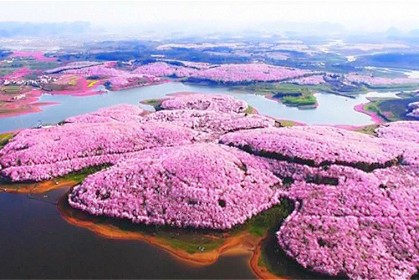 22張「中國櫻花節」絕美櫻花綻放，繽紛奇景被喻為地表最迷人景色