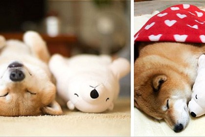 《柴犬 Maru 冬天的日常》：每天跟心愛的絨毛玩具，用同一款睡姿遊夢鄉啦！