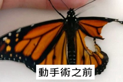 女子幫「翅膀斷裂」的蝴蝶動手術，第二天蝴蝶帶給她驚喜