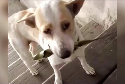 這隻流浪狗「每天都帶一個禮物送給餵牠的女人」！超級窩心影片上網感動無數人～