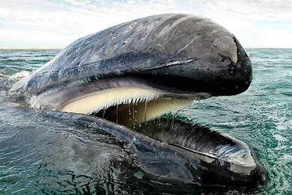 攝影師11張「鯨魚和海豚」的壯麗之美，他花了長達25年，紀錄了這些海中巨物的和平靜謐之美
