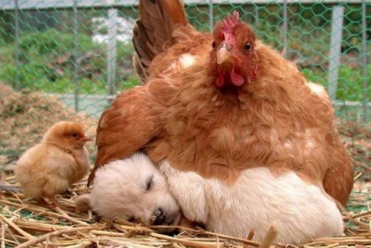 15張證明「母雞是最棒媽媽」的罕見照片，母愛大爆發
