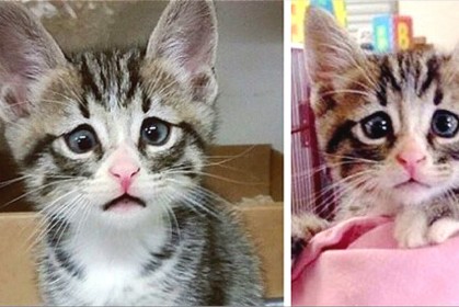 這隻貓咪天生一副杞人憂天像，一對可愛《小鬥雞眼》讓網友們都著迷啦～