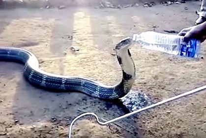 「極度口渴的眼鏡蛇王」摸進了村莊，救援人員「冒險送水驚險過程」全紀錄！