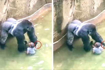 【最新視頻顯示：大猩猩被槍殺之前，分明是跟小男童手牽手！】全世界都怒了～