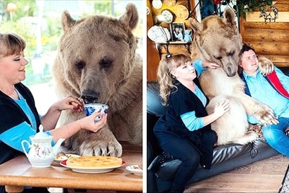 俄羅斯夫婦「收養小熊」23年，人熊快樂生活模樣相當幸福