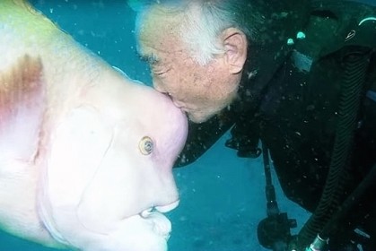 日本潛水夫到水底拜訪「魚朋友」，25 年如一日，真實版人魚情緣