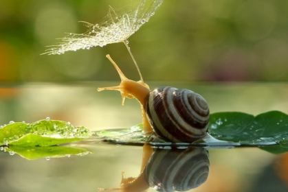 20張「華麗蝸牛」罕見照片，大自然裡的美麗風景