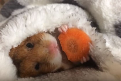 每天睡覺前就來啃一節胡蘿蔔，超可愛日本小倉鼠在網路上爆紅啦！