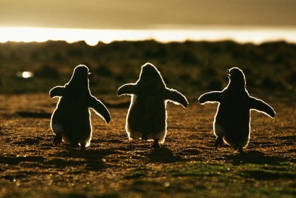 20 張超級可愛的企鵝照片，讓你見識這些搖頭晃腦小傢伙的魅力！