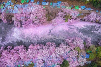 《國家地理雜誌》發布【日本最美櫻花照！】看過的當下，立馬想奔去賞櫻啦～