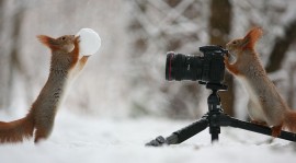 史上最具挑戰性松鼠Model！俄羅斯攝影師神照，張張令人嘆為觀止！