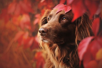 27 張超美的狗狗照片！鏡頭下的牠們充滿了文藝情懷，流露出最深情的氛圍～