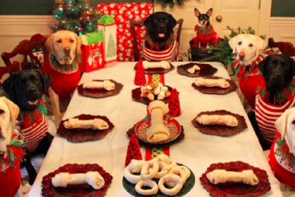家裡的毛寵也要過聖誕節！看看牠們圍著餐桌的 Q 樣，當真是萌翻了啦～