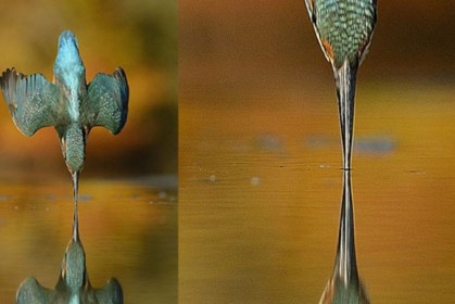 花費 6 年功夫，攝影師成功捕捉到《翠鳥以超完美對稱角度俯衝入水獵食》照片！