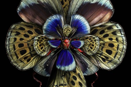 當美麗的昆蟲翅膀與嬌豔的鮮花相融合，結果創造出了自然界前所未見的昆蟲花！