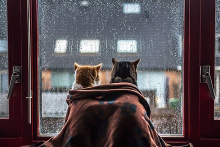 史上最有愛的畫面！下雨的時候兩隻喵星人一起看雨