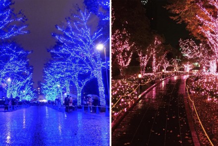 「青之洞窟」vs「冬之櫻」！2016聖誕節東京最浪漫的燈海景點