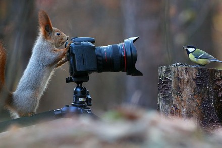松鼠當起攝影師？10張可以療癒你上班壞心情的的動物攝影