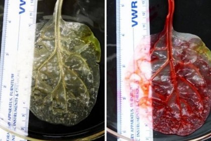 一名科學家將心臟細胞放到波菜上，竟出現讓「心臟病患燃起希望」的醫學突破！