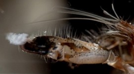 6種身懷絕技的驚奇動物，你知道有會發射「氣功」的蝦子嗎？