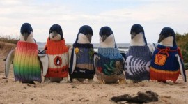 為了保護企鵝不受汙染而幫牠們穿上可愛毛衣，沒想到這些毛衣竟然是澳洲109歲的老人編織的！