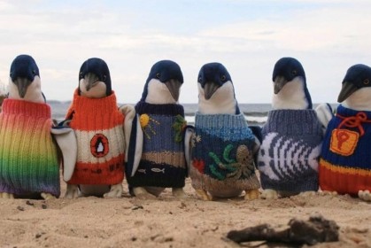 為了保護企鵝不受汙染而幫牠們穿上可愛毛衣，沒想到這些毛衣竟然是澳洲109歲的老人編織的！