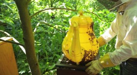 自然界的工藝品：蜜蜂製造出來的頂級茶壺