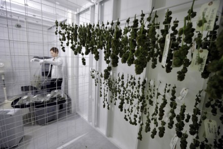美國華盛頓特區 堅持倡議大麻合法化通過