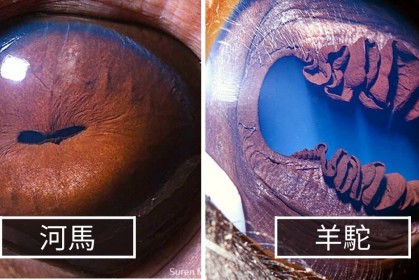 美國攝影師捕捉到30張「超近距離動物瞳孔」，哈士奇深藏藍色黑洞