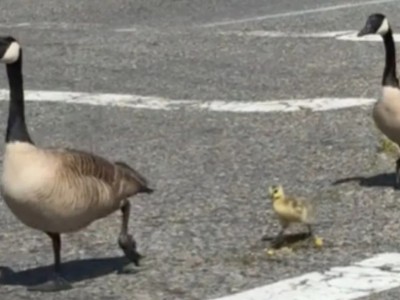 路上看到「鵝家庭一起過馬路」，汽車綠燈也馬上停下來禮讓，民眾捕捉超暖心畫面