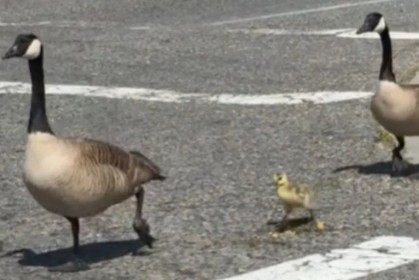 路上看到「鵝家庭一起過馬路」，汽車綠燈也馬上停下來禮讓，民眾捕捉超暖心畫面