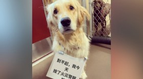 這隻黃金獵犬不小心按到火災警報器，「一臉萌樣」掛上給消防員紙條：感到非常抱歉