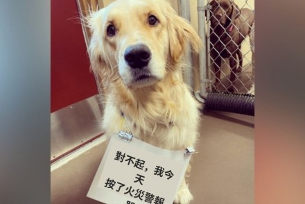 這隻黃金獵犬不小心按到火災警報器，「一臉萌樣」掛上給消防員紙條：感到非常抱歉