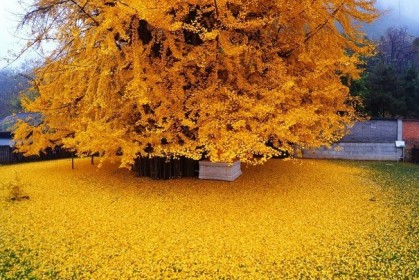 每到金秋，這株 1,400 歲的銀杏樹便灑落一地黃葉，金色海洋般奇景保證讓你驚豔！