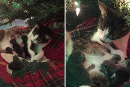 女孩收養了這隻貓咪後竟然「在聖誕樹下生了貓寶寶」，網友：最棒的聖誕禮物！