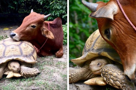 這隻斷腿的小牛跟烏龜發展出「跨種超友誼關係」，溫馨的畫面讓你更相信友情了！