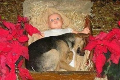 聖誕奇蹟！「這隻狗狗在馬槽跟著嬰兒耶穌一起誕生」，溫馨的畫面網友心疼！