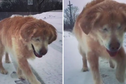 雙眼全盲的15歲狗狗「跟著主人的聲音玩雪」，狗狗開心的模樣融化所有人的心！