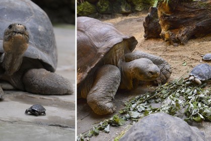 瀕臨絕種80歲「阿嬤級象龜」終於生下寶寶，後面還有振奮人心的消息