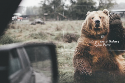 「下次見，路上小心！」：隨意向野生棕熊道別，卻獲得牠意外的溫暖回應