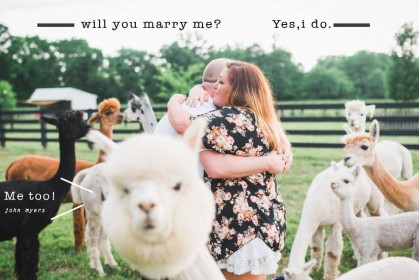 Alpaca photobomb：呆萌小羊駝意外闖入這對情侶的求婚時刻