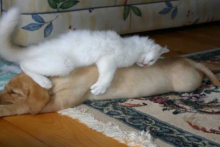 25張會讓你相信「狗狗跟貓咪其實是好朋友」的貓咪把狗狗當床照！