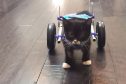 他們拯救了這隻一出生就少了2條腿的貓咪，並為牠打造了全世界最小的輪椅！