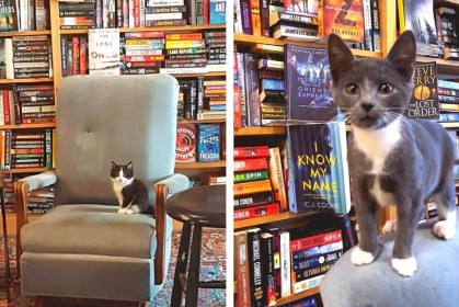 加拿大這間「貓咪書店」倍受歡迎，進來看書還能直接領養貓咪回家
